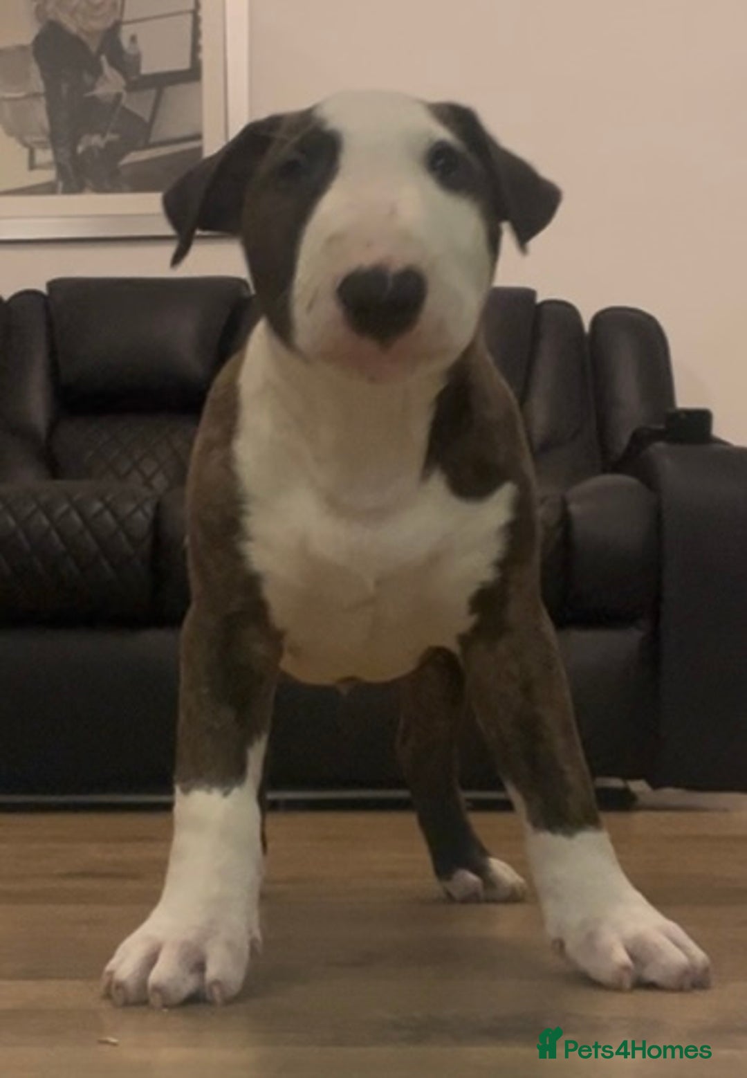 English Bull Terrier dogs for sale: English Bull Terrier pups - Image 1
