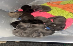 Mixed Breed dogs for sale: 9 beautiful cane corso puppies available  - Image 2