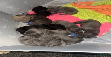 Mixed Breed dogs - Advert 4