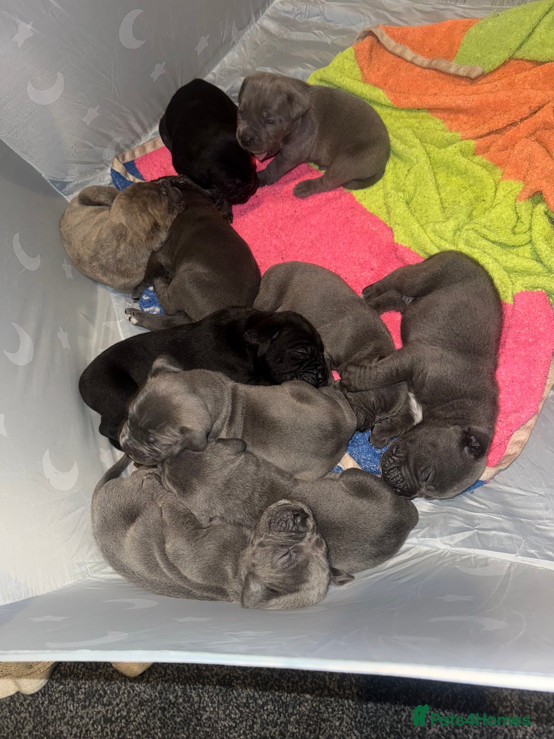 Mixed Breed dogs for sale: 9 beautiful cane corso puppies available  - Image 2