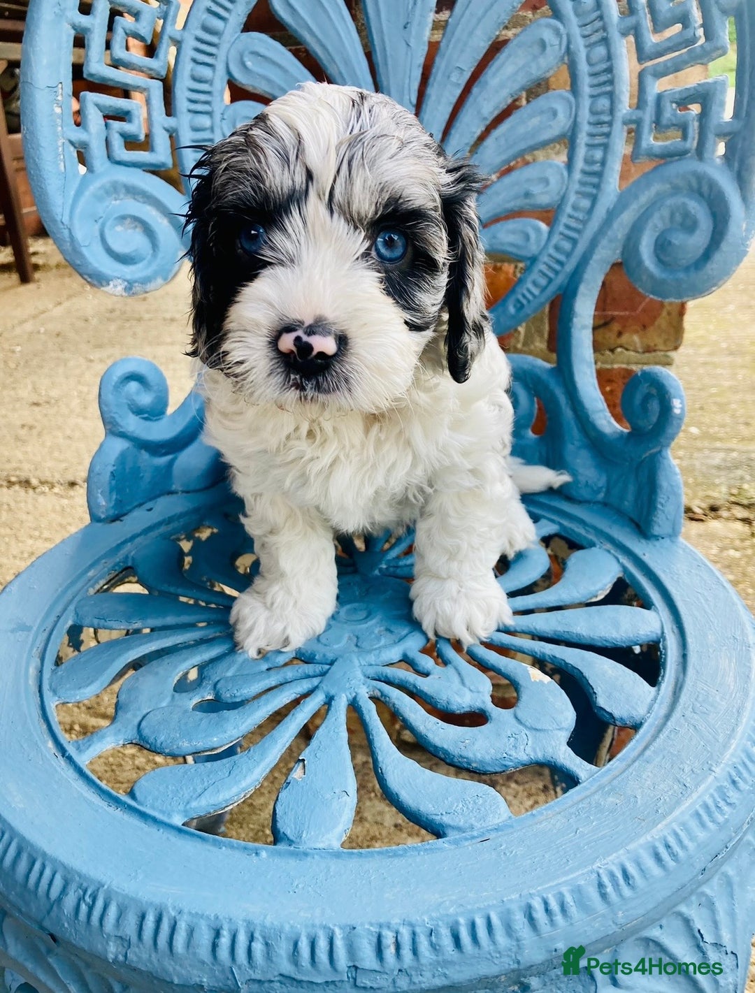 Cavapoo dogs for sale: WAITING LIST NOW OPEN Extremely Rare Merle F1  - Advert 18