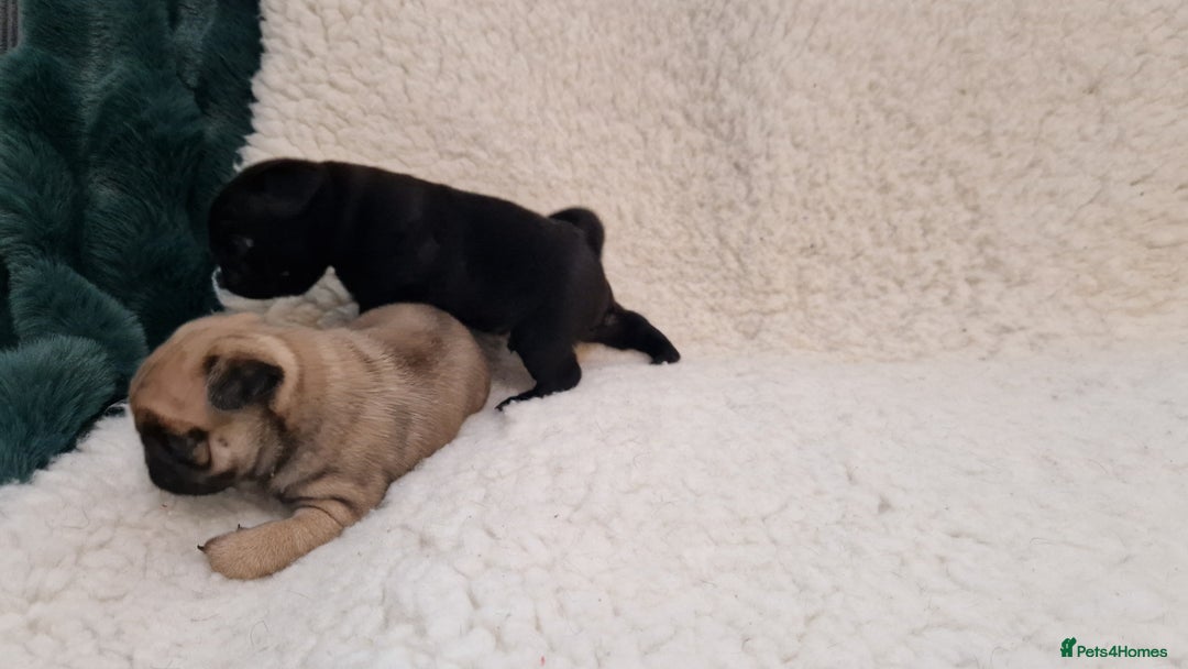 Pug dogs for sale: 2 Adorable pug puppies for sale  - Advert 4