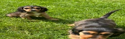 Cockalier dogs for sale: Stunning Boys Ready Now - Advert 7