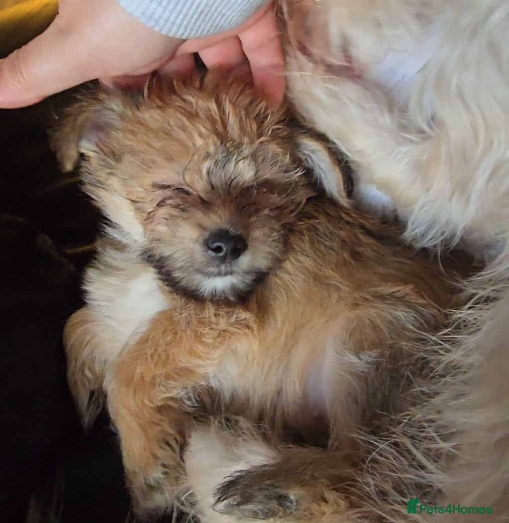 Yorkshire Terrier dogs Ready this weekend! Yorkshire Terrier Puppies - Advert 3