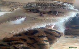 Persian cats for sale: Male mink Persian  - Image 3