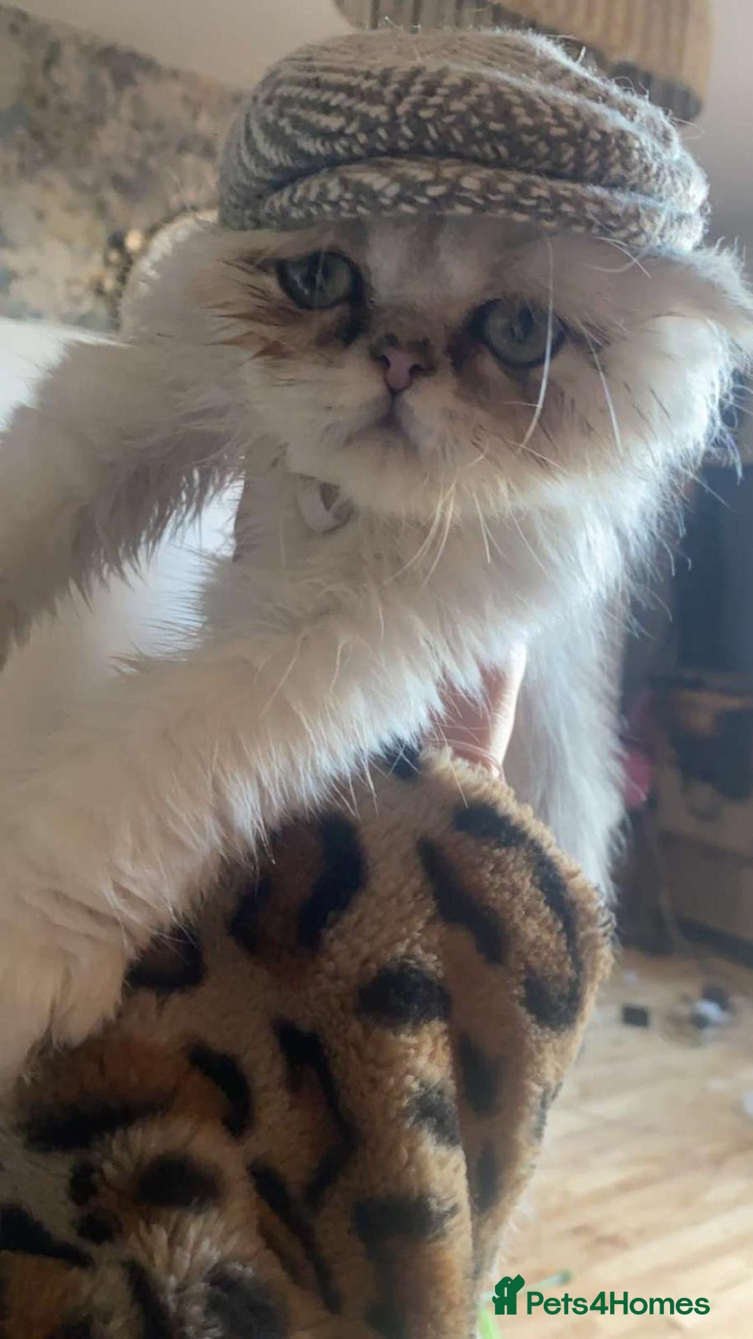 Persian cats for sale: Male mink Persian  - Image 3