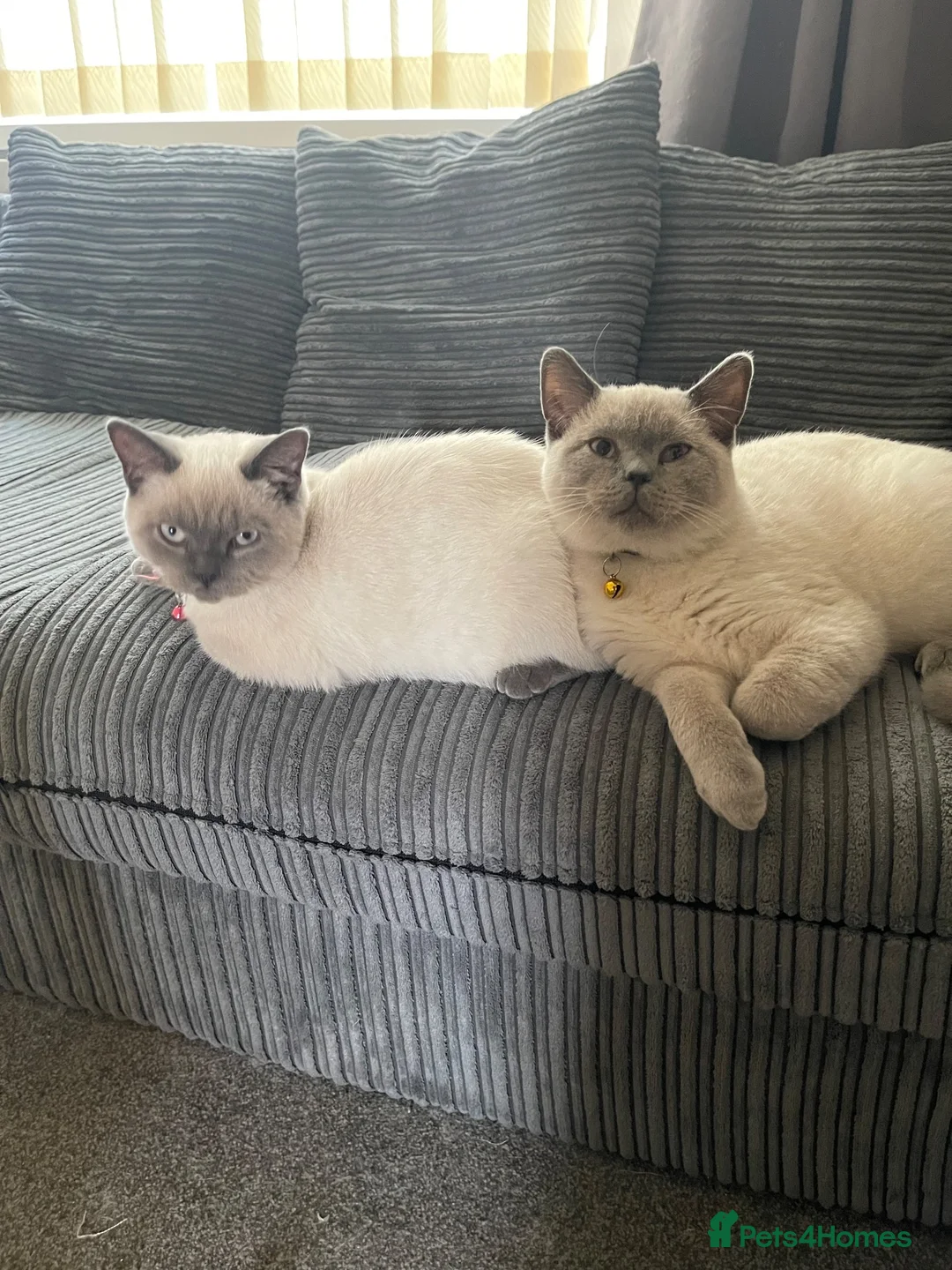 British Shorthair cats for sale: GCCF BluePoint BSH Kittens 💙 - Advert 2