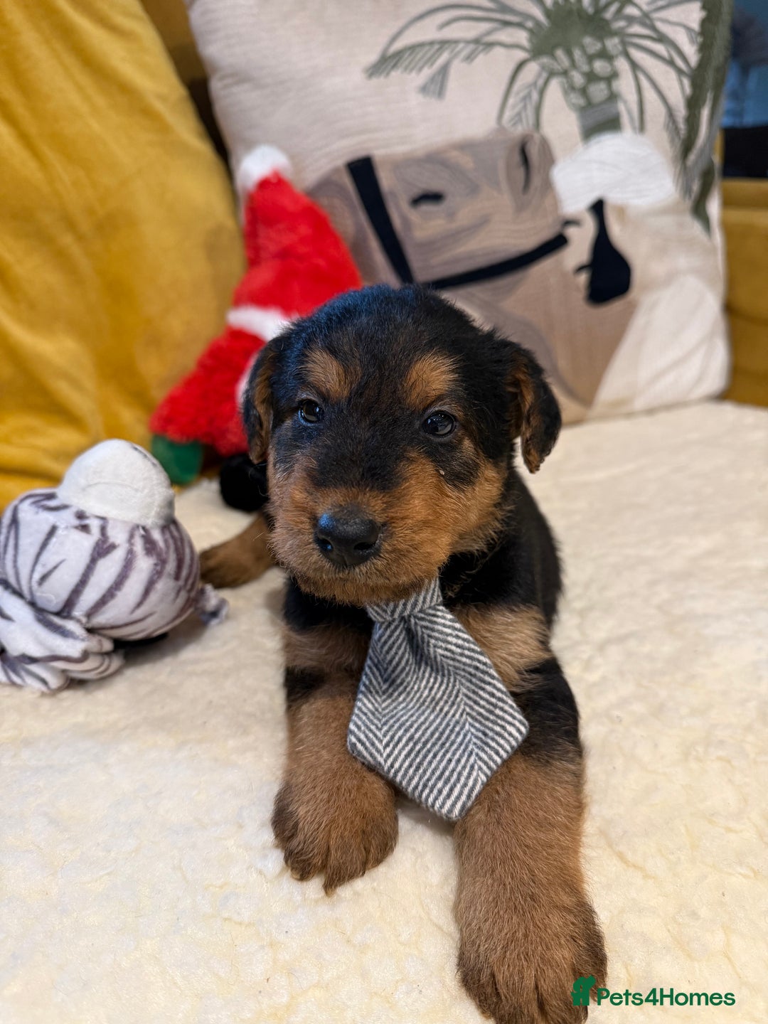 Mixed Breed dogs for sale: Airedale puppies  - Advert 20