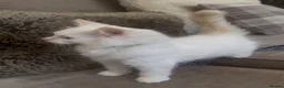 Ragdoll cats for sale: Ragdoll kittens GCCF champion breed show quality  - Advert 36