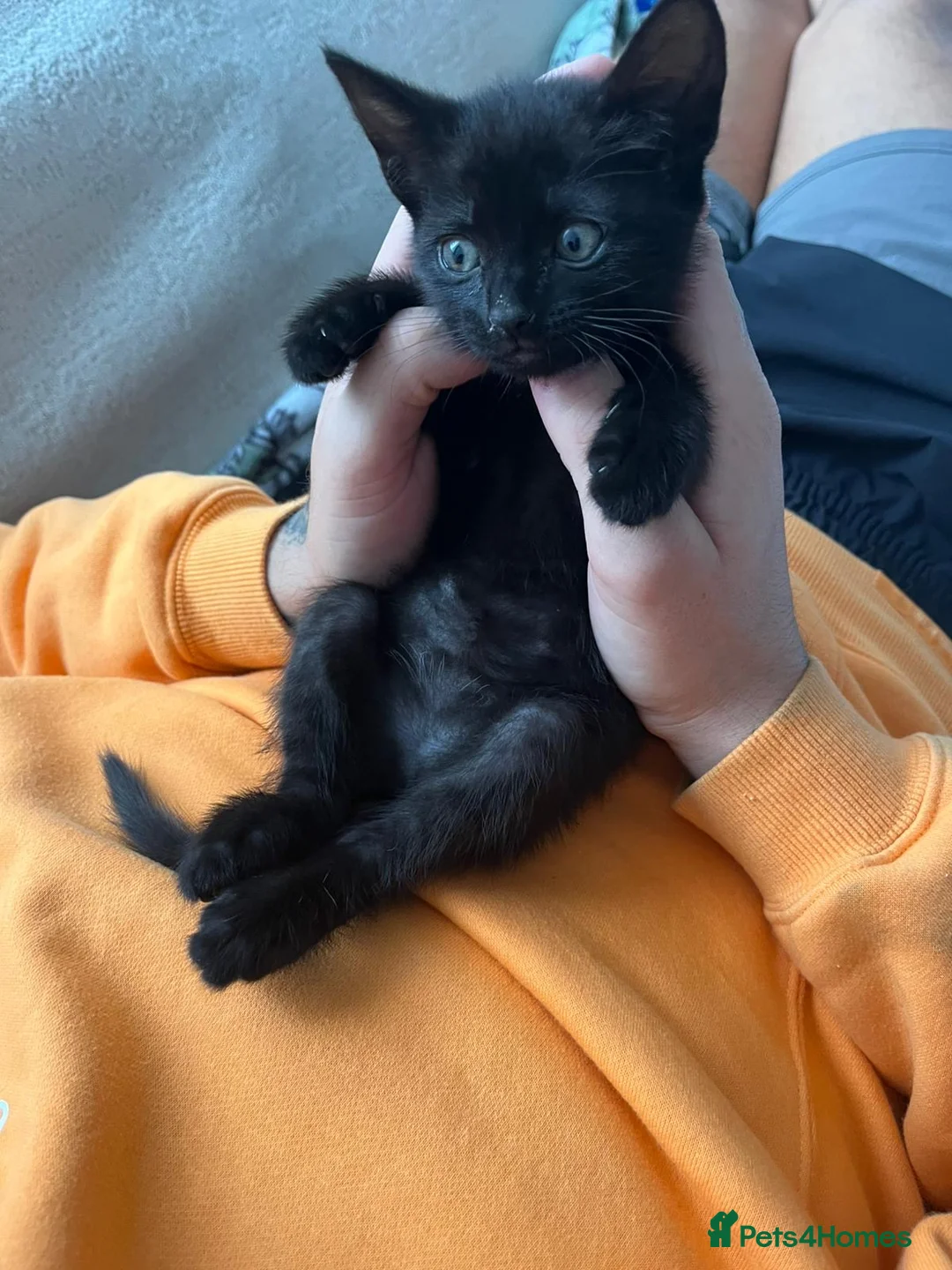 Mixed Breed cats for sale: 2 female kitten in Stockton-on-Tees - Advert 2