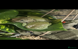 Frog reptiles for sale: 4x white tree frogs for sale - Image 3