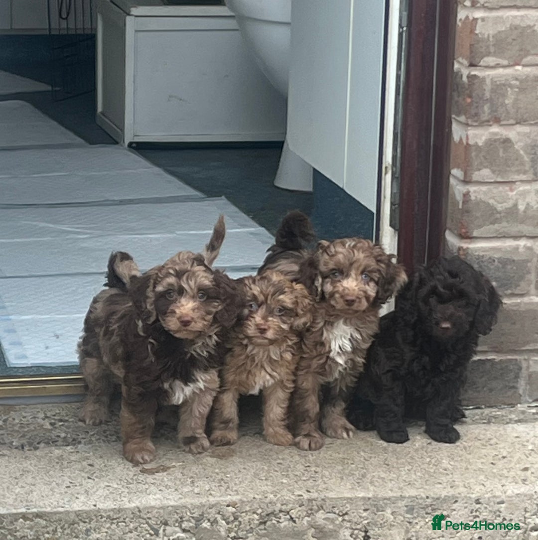 Cockapoo dogs for sale: Chocolate merl Cockapoo puppies  - Image 2