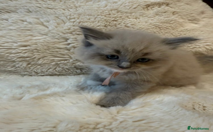 Ragdoll cats - Advert 4