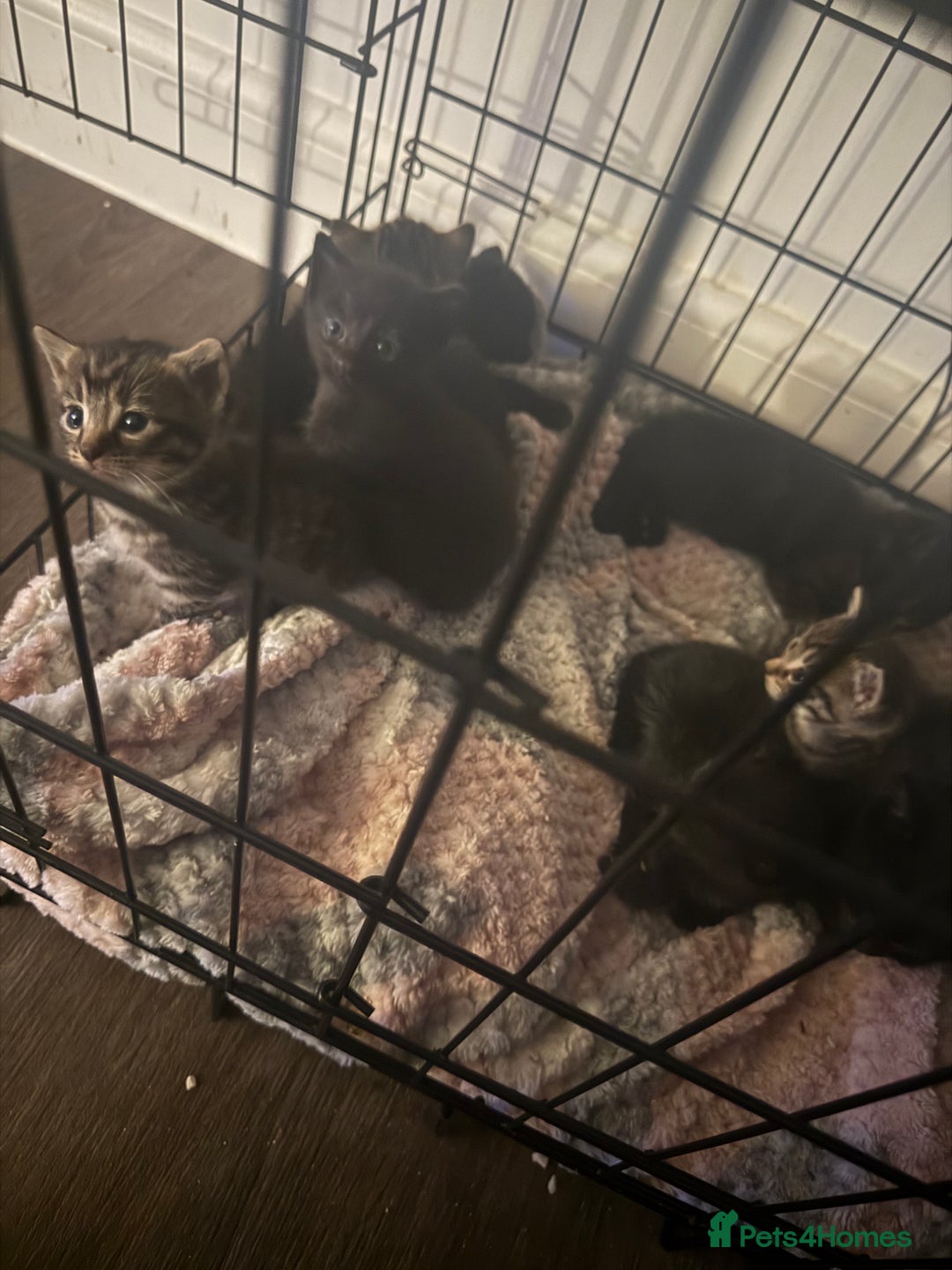 Domestic Shorthair cats for sale: 2 litters  - Image 2