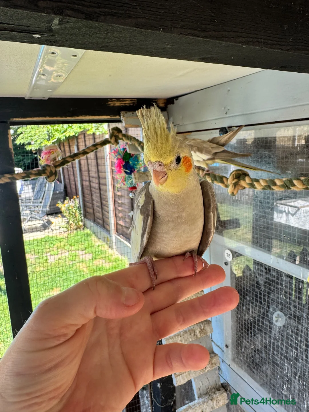 Cockatiels birds for sale: Pair of baby cinnamon cockatiels  in Brandon - Advert 2