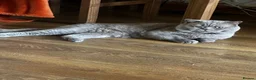 Scottish Fold cats for sale: SALE SALE! Pure bred Scottish Fold Kittens - Advert 3