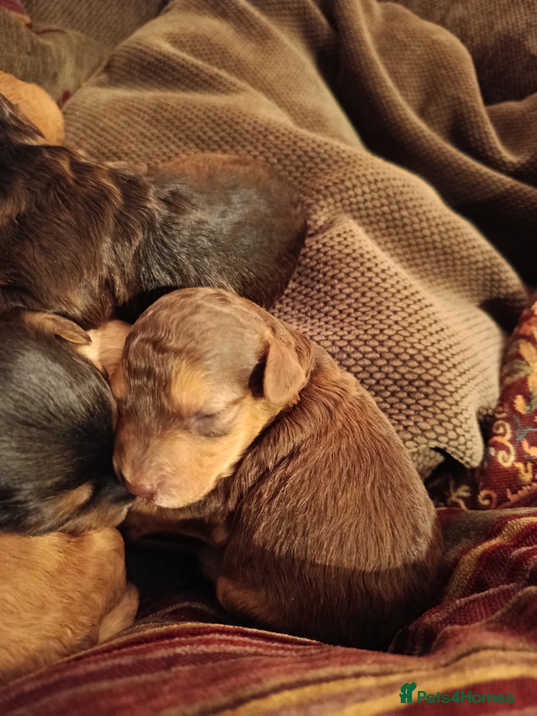 Cockapoo dogs for sale: F1b Cockapoos  - Advert 5