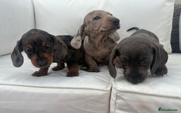 Miniature Dachshund dogs for sale: Beautiful babies - Image 14