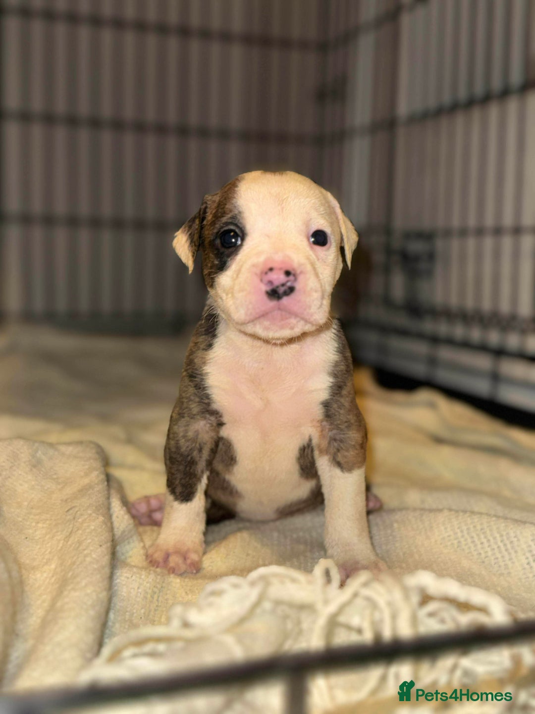 American Bull Staffy dogs for sale: American bulldog X staffy pups  - Advert 2