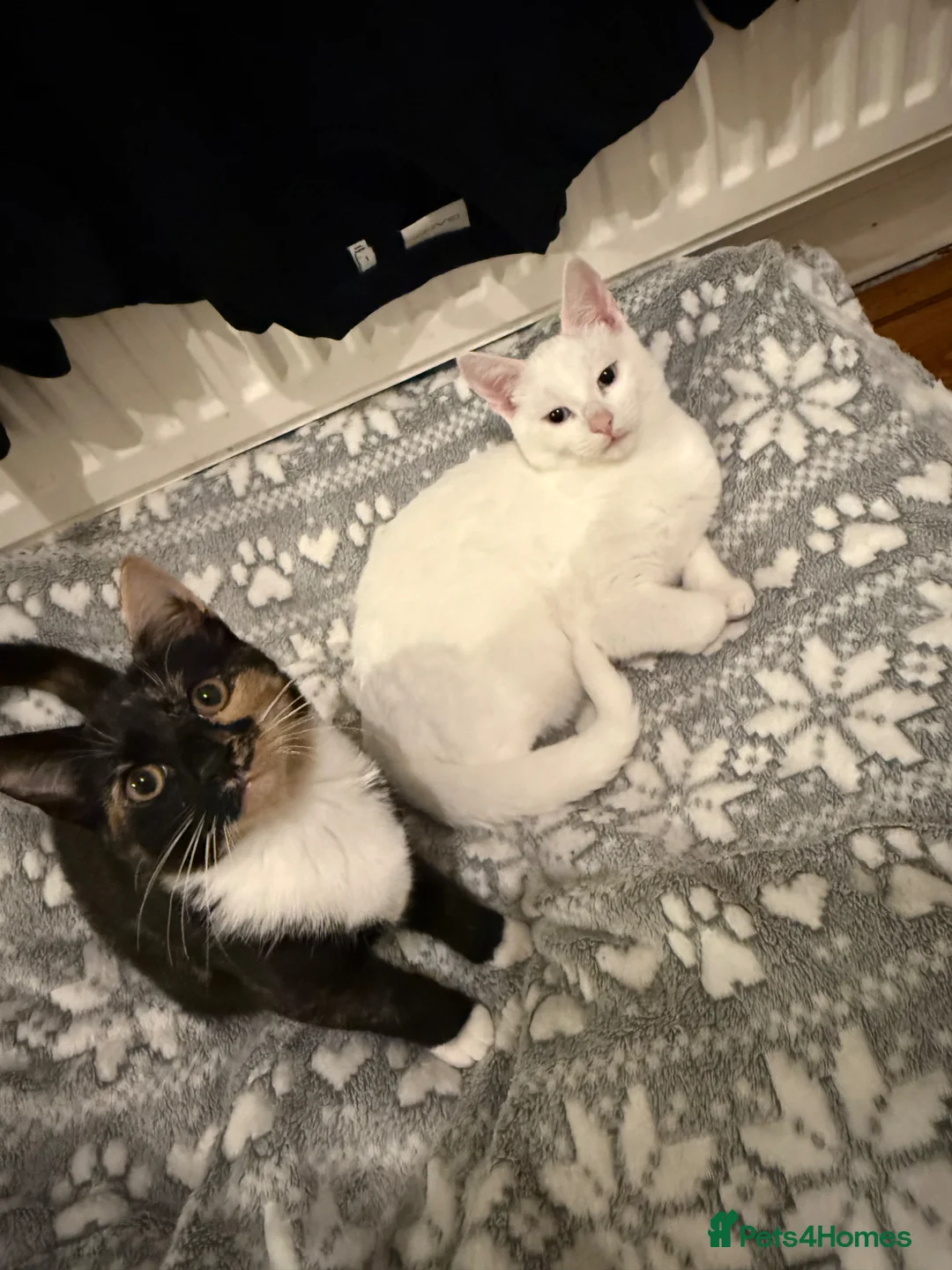 Mixed Breed cats for sale: 2 kittens looking for a loving home  - Advert 8