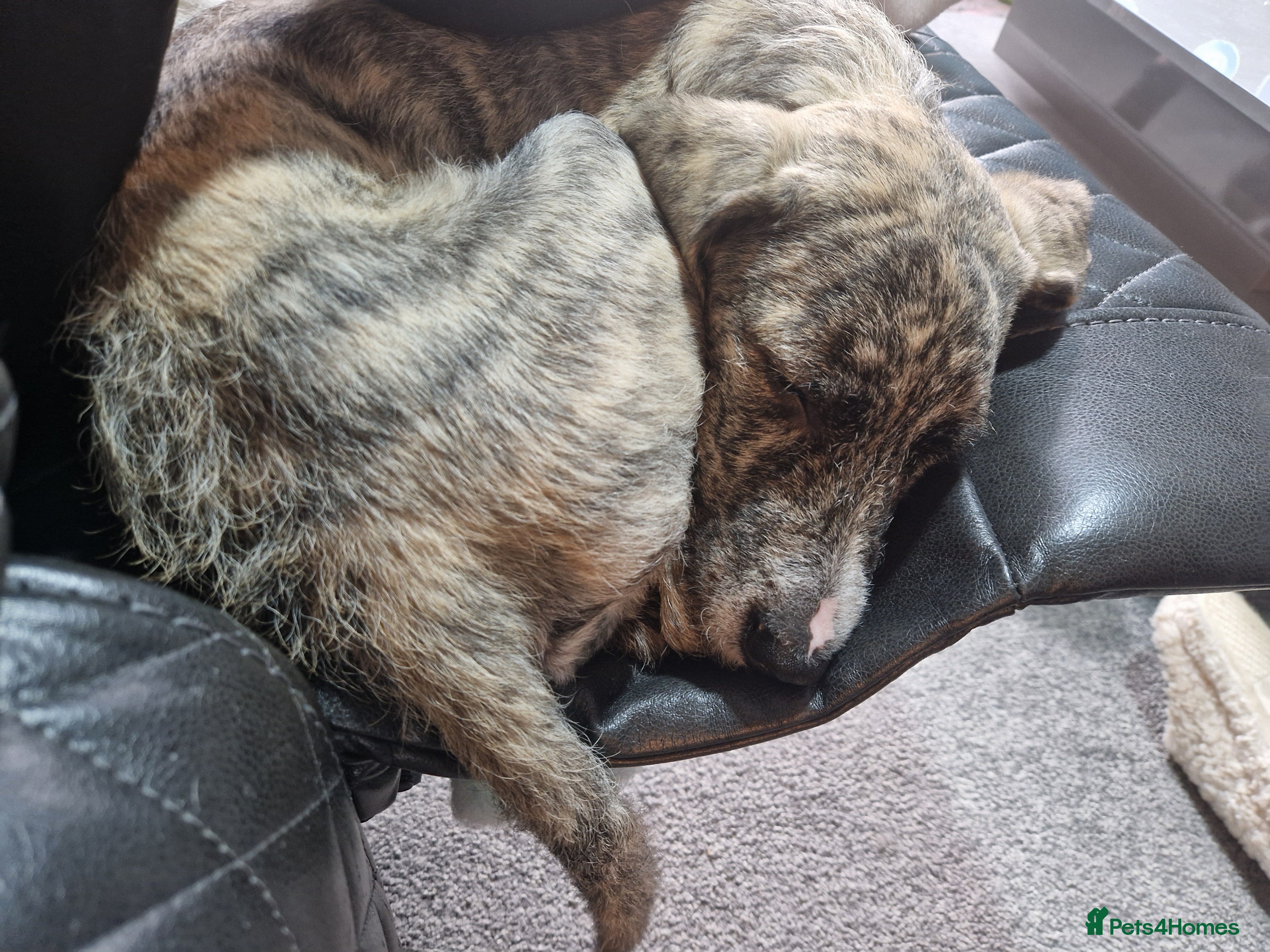 Mixed Breed dogs 2 male spanadors - Advert 1