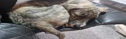 Mixed Breed dogs for sale: 2 male spanadors in Stanley - Advert 1