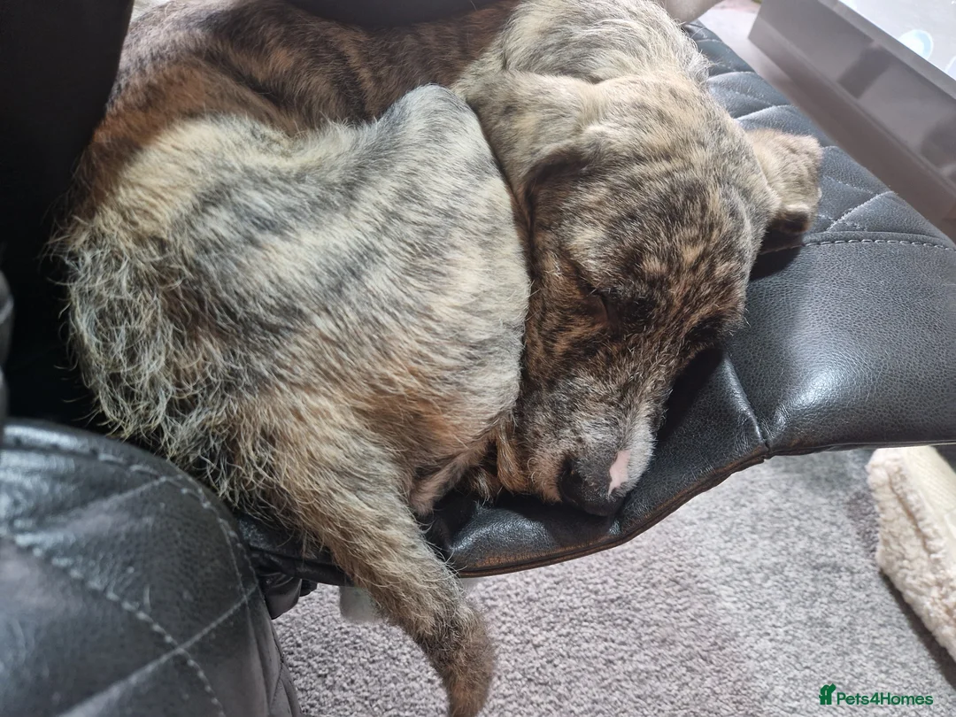 Mixed Breed dogs for sale: 2 male spanadors in Stanley - Advert 1