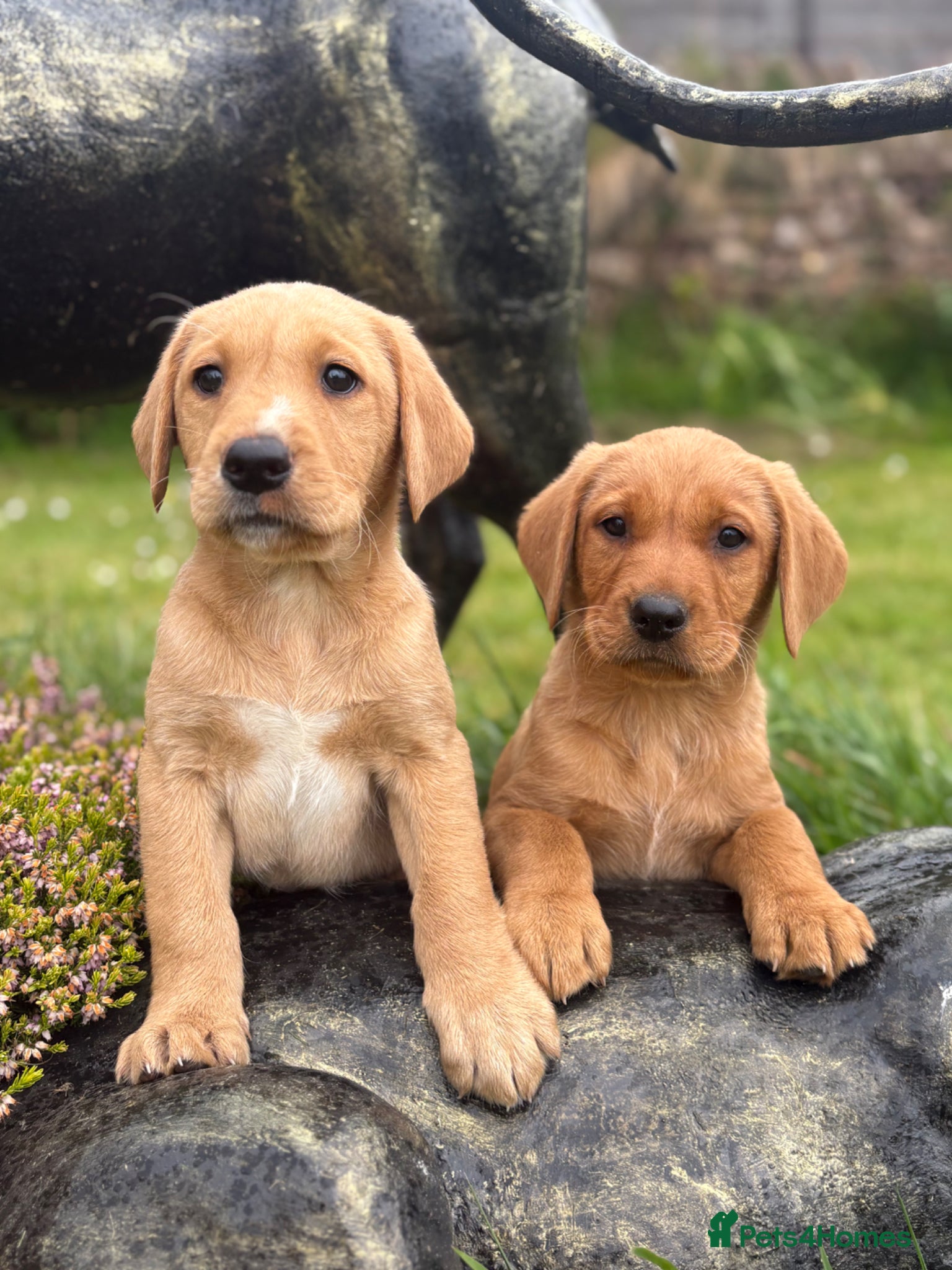 Labrador Retriever dogs Red & gold lab puppies  - Advert 9