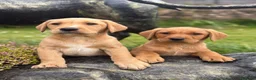 Labrador Retriever dogs for sale: Red & gold lab puppies  in Telford - Advert 12
