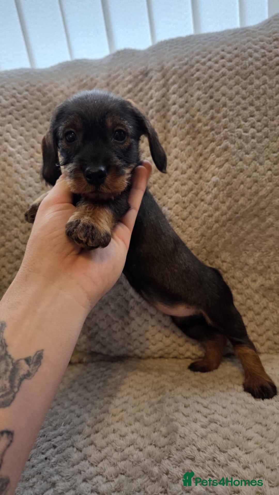 Dachshund dogs for sale: Dachshund wire haired (teckel pups) ✨ - Advert 10