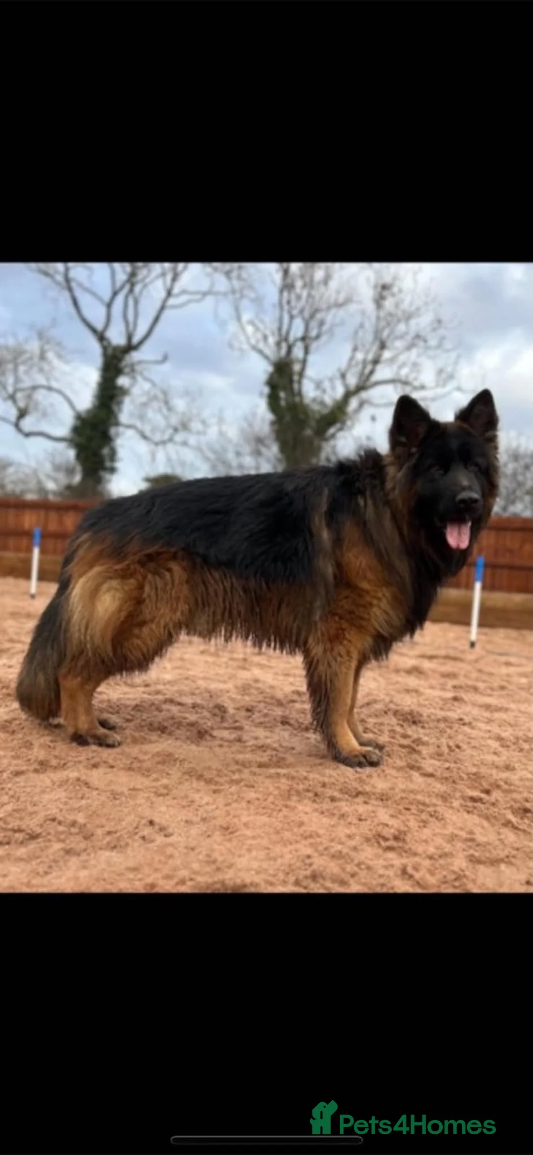 German Shepherd dogs for sale: German shepherd puppies.  - Advert 1