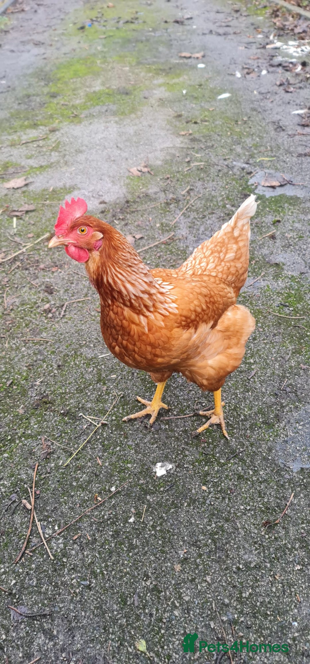 Chickens poultry for sale: Beautiful layer hen for sale - Advert 1