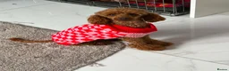 Cavapoo dogs for sale: 6 F1 Cavapoos - Advert 9