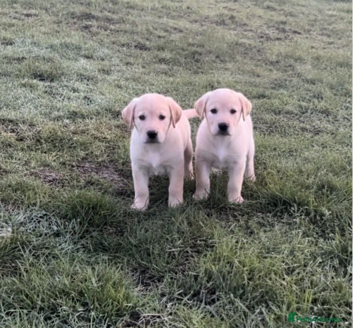 Labrador Retriever dogs Labrador puppies for sale  - Advert 4