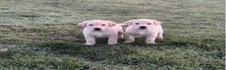Labrador Retriever dogs for sale: Labrador puppies for sale  - Advert 1