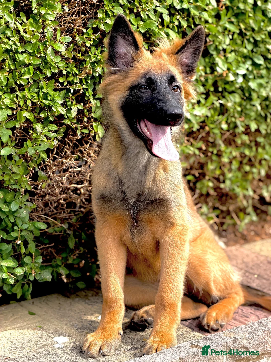 Mixed Breed dogs for sale: Gsd x mali female  in Runcorn - Advert 1