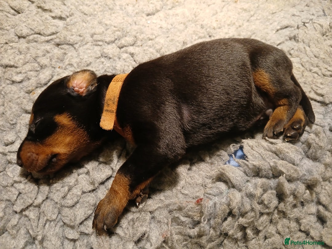 Dobermann dogs for sale: Outstanding KC Reg Dobermann puppies - Image 11