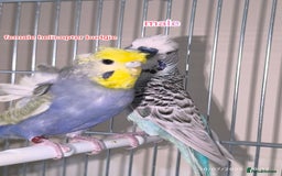 Budgerigars birds for sale: Budgies  and Cockatiel for sale  - Image 5