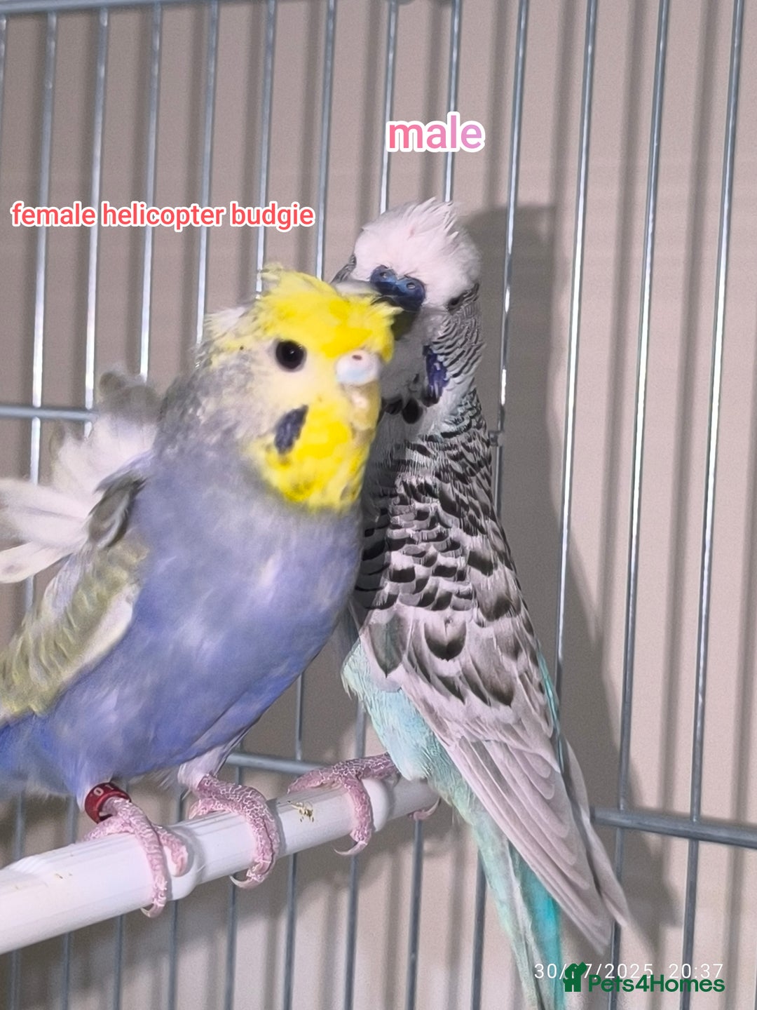 Budgerigars birds for sale: Budgies  and Cockatiel for sale  - Image 5