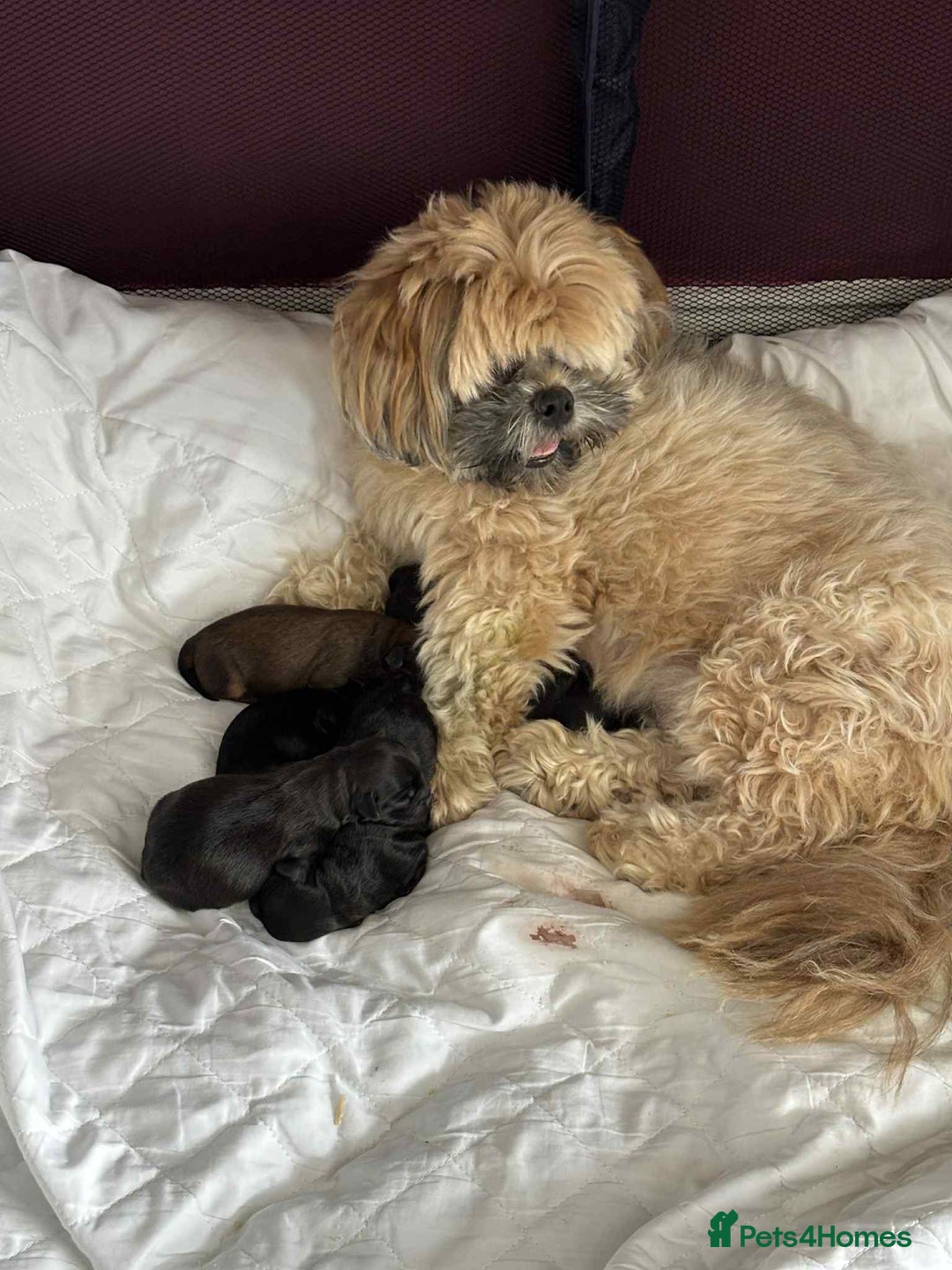 Shihpoo dogs for sale: Shizpoo  - Image 2
