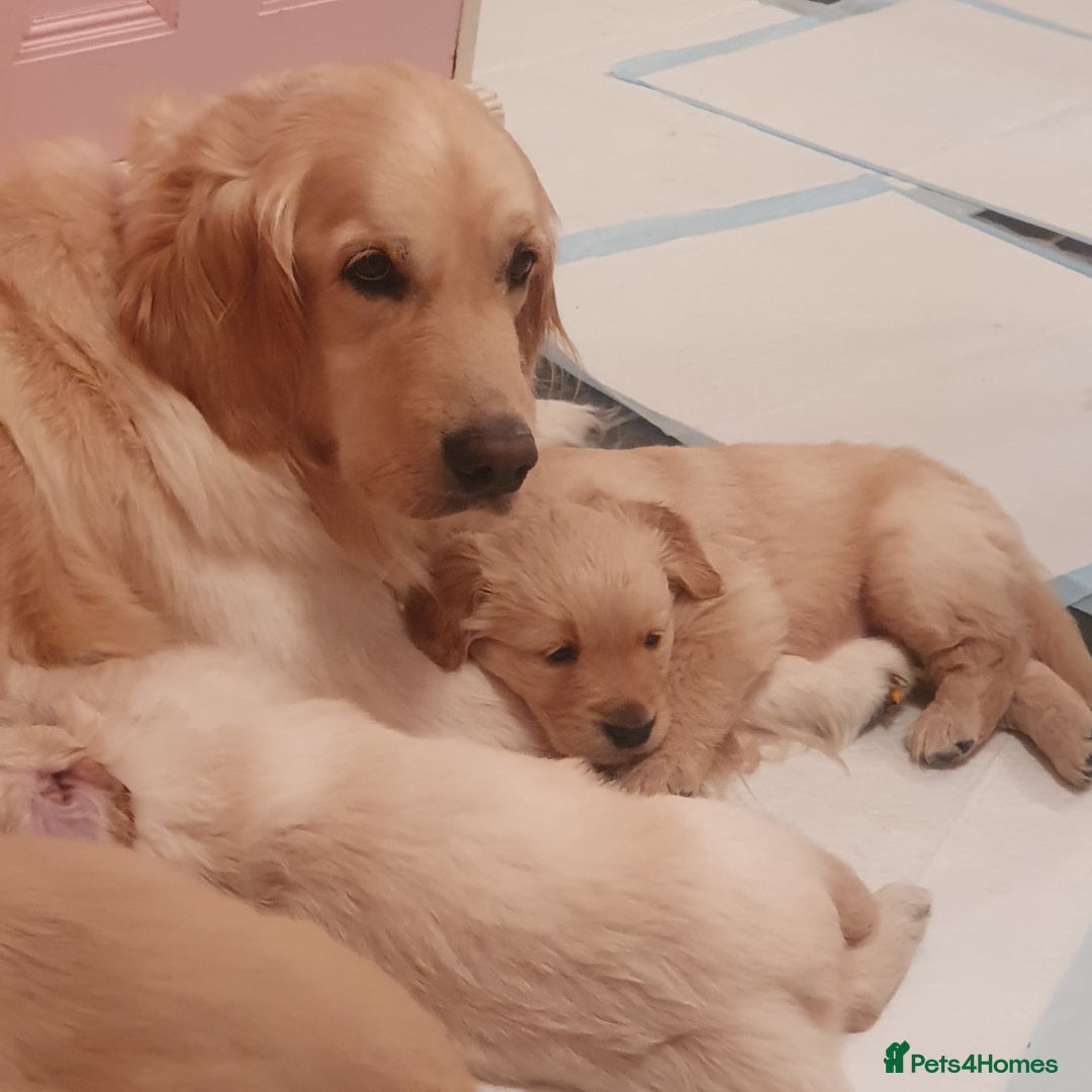 Golden Retriever dogs for sale: Golden Retriever puppies for sale  - Advert 1