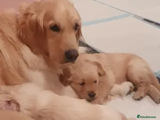 Golden Retriever dogs Golden Retriever puppies for sale - Advert 2