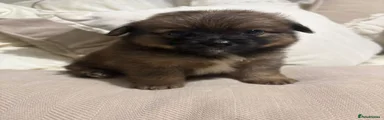Pomeranian 2