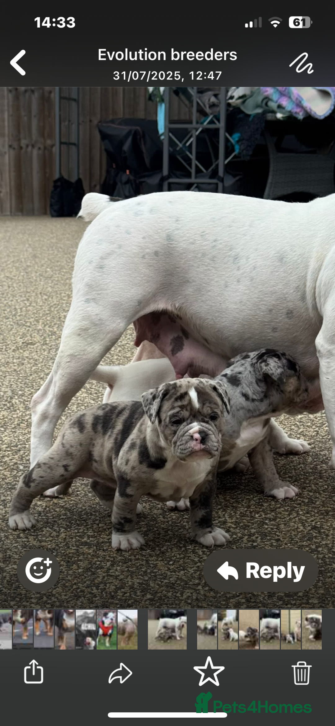 Olde English Bulldogge dogs for stud: Olde English bulldog stud  - Image 11
