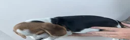 Beagle dogs for sale: KC registered Beagle puppies  - Advert 14