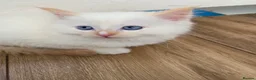 Ragdoll cats for sale: Ragdoll kittens  - Advert 24