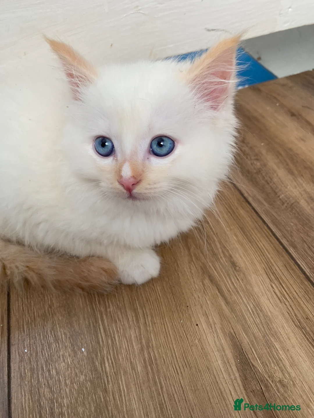 Ragdoll cats for sale: Ragdoll kittens  - Advert 24