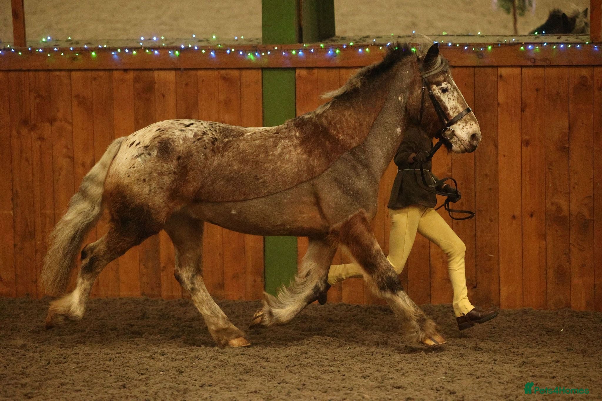 Appaloosa horses Red roan Appaloosa cross - Advert 16