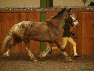 Appaloosa horses Red roan Appaloosa cross - Advert 16