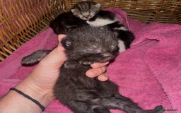 Mixed Breed cats for sale: Kittens looking for forever loving homes - Image 3